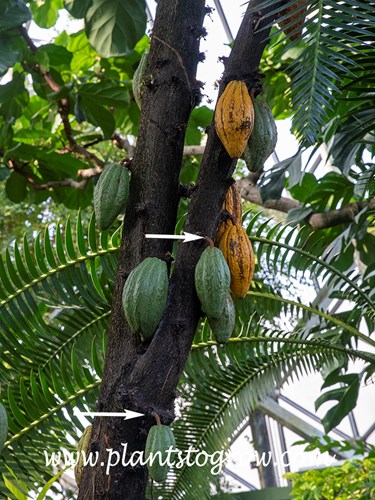 Cocoa Tree (Theobroma cacao)
The seed pods are directly connected to the main trunk of the tree which is called cauliflory.